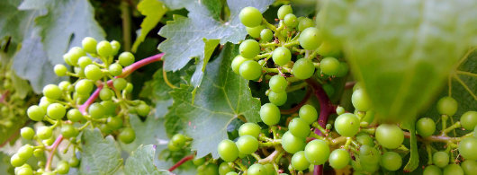 Grapes No 1