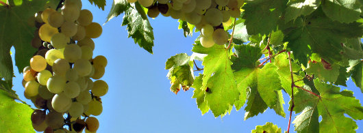 Grapes no 2