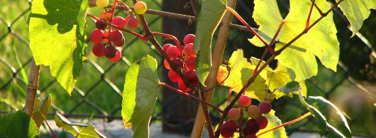 Grapes no 3